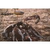Tanglefree® Magnum Floating Duck Strap Realtree MAX-5®
