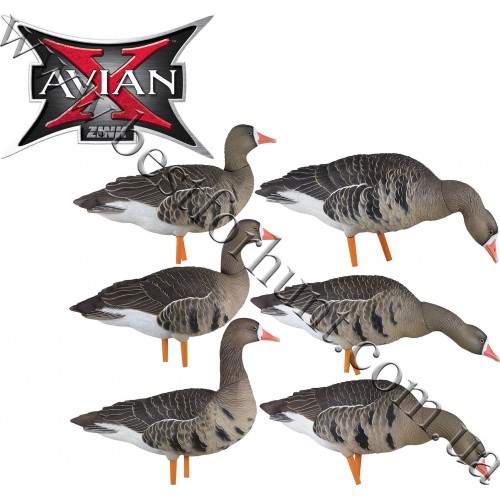 Avian-X® Painted AXP Specklebelly Full Body Geese Decoy Fusion 6 Pack 9014