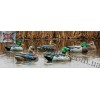 Avian-X® Topflight™ Preener-Rester Floating Mallards Duck Decoys 6 Pack 8072