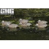 Greenhead Gear® Pro-Grade™ Green-Winged Teal Early Season Hen 6 Pack Decoys 73122