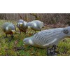 Pigeon Full Body Decoy Set 4 pcs