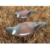 Pigeon Shell Decoy Set 6 pcs