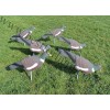 Pigeon Shell Decoy Set 6 pcs