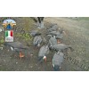 Sport Plast® White-Front Field Goose Decoy LC 940