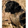 Avery Sporting Dog® Standard Dog Parka KW-1®