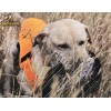 Browning® Dogs Safety Vest Hi-Viz Blaze Orange