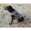 Mud River® Ducks Unlimited™ Deluxe Dog Vest Mossy Oak® Shadow Grass® Blades™